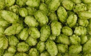 close up photo of hops plant